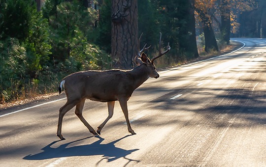 Mehr Wildunfälle im Frühling: So vermeiden Autofahrer gefährliche Zusammenstöße